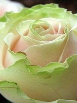 Dancing Queen bicolor rose seeds, 25 pcs, green and pink