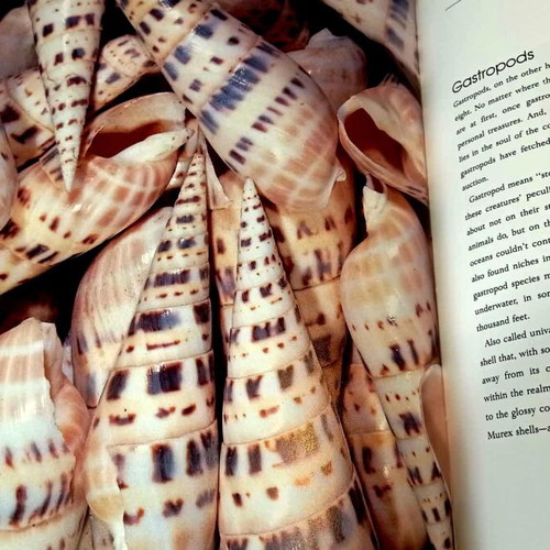 Book Seashells - A Photographic Celebration N.R. Gordon hardcover like new