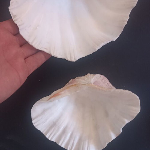 Set of 2 Decorative Natural Seashells Hippopus hippopus like new