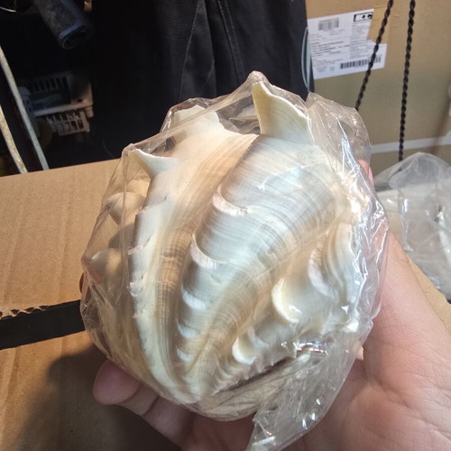 Large Lambis Chiragra Seashell like new, collectible decoration