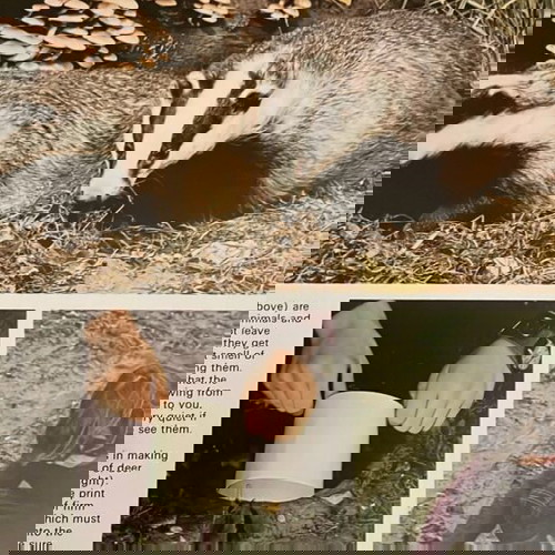 Βιβλίο Purnell's Nature All Around καινούργιο, αγγλικό για τη φύση