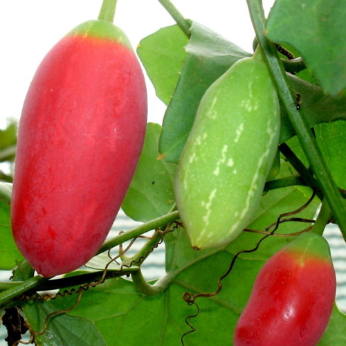Coccinia grandis edible tropical vine new