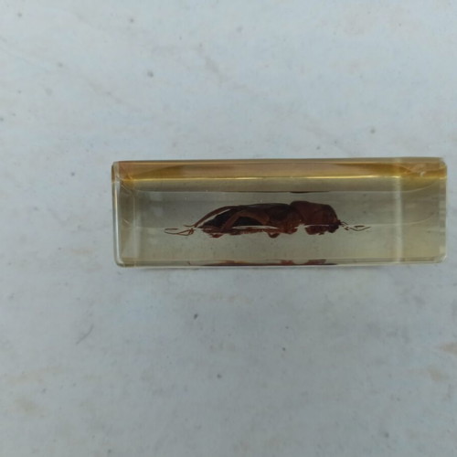 Tropical Onion Borer Insect from Deagostini True Insects Series like new
