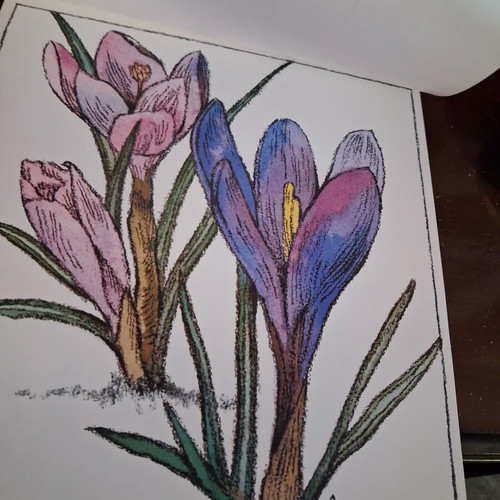 Vintage album with 12 botanical art prints by WINCH, like new