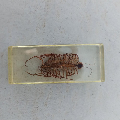Scutigera insect from National Geographic series with book like new