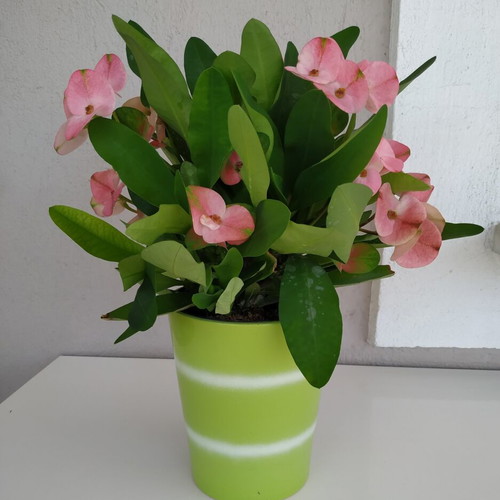 Christ Thorn Plant in Ceramic Pot 35x28 cm new