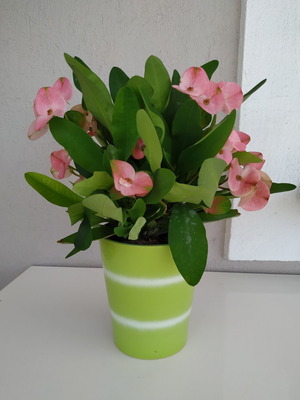Christ Thorn Plant in Ceramic Pot 35x28 cm new