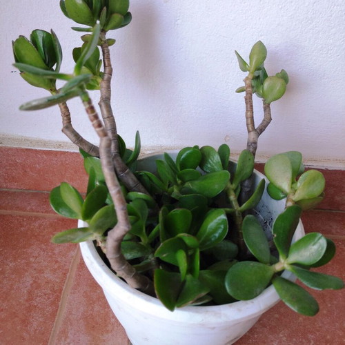 Crassula plant new, easy care for indoor and outdoor spaces