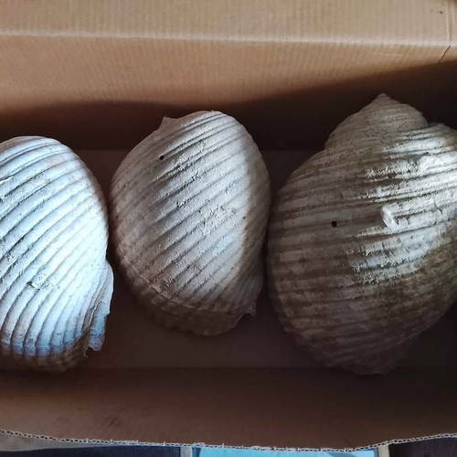 Authentic Decorative Seashells like new