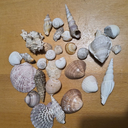 Seashells from Various Greek Islands like new