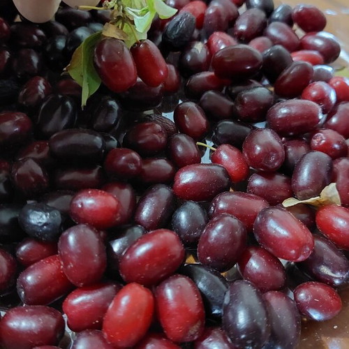Cornelian cherries fresh from Mount Voras, superfood for liqueur making