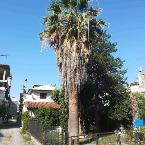 Palm tree 40 years old new