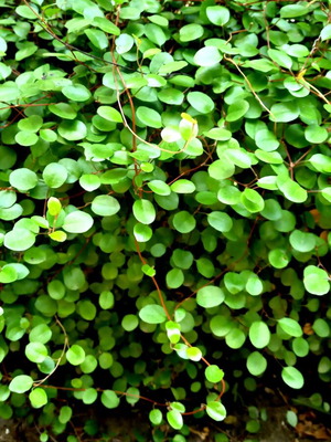 Muehlenbeckia complexa plant new, hardy climber or groundcover