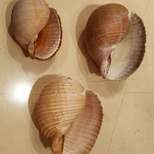 Tonna Galea shells or Bouhona, pack of 3, excellent condition