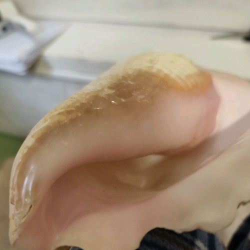 Large natural shell like new