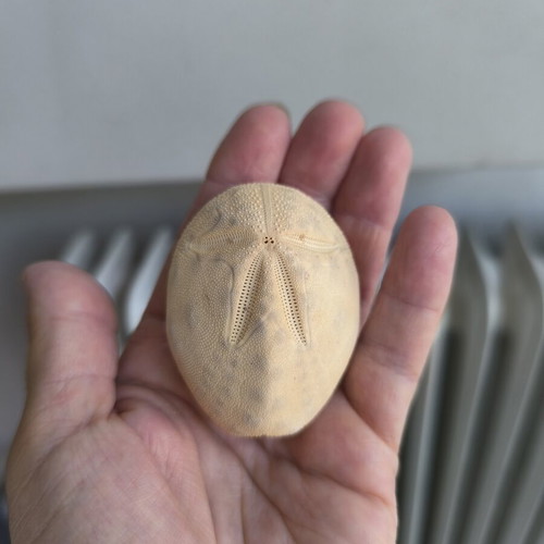 Sea Potato Shell like new, natural decoration