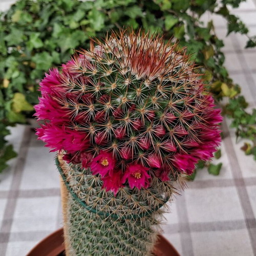 Cactus No.14 used, height 25 cm