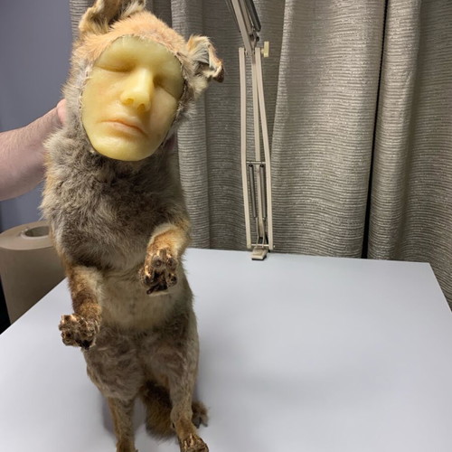 Vintage fox with wax human face used