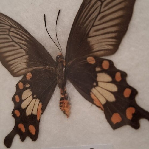 Common Rose butterfly framed specimen new