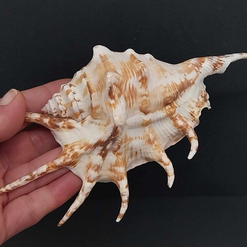 Collection of Exotic Seashells and Corals like new, 11 natural specimens