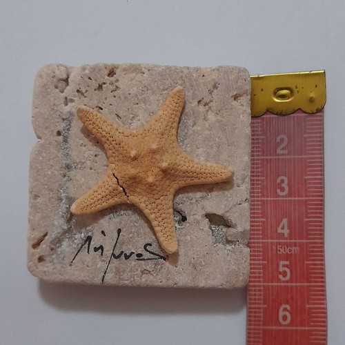 Handmade magnet from Limnos with natural porous stone and dried starfish
