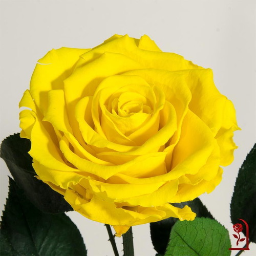 Yellow natural preserved rose in large glass dome made to order