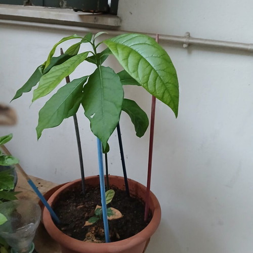Avocado plant 1 year old