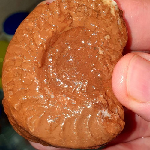Lot of fossils and rocks from Greece new, educational collection