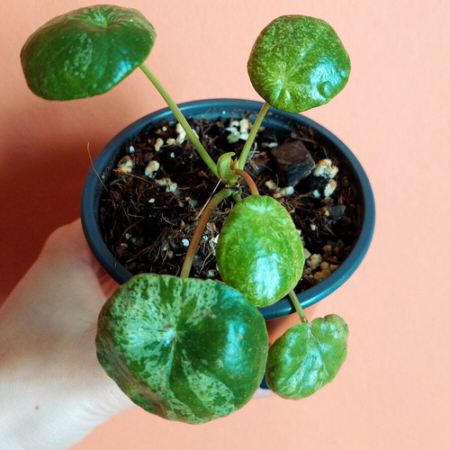 Pilea Peperomioides 'Mojito' variegated plant, small size
