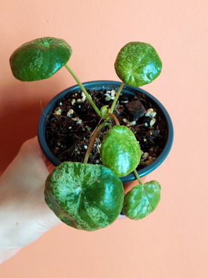 Pilea Peperomioides 'Mojito' variegated plant, small size