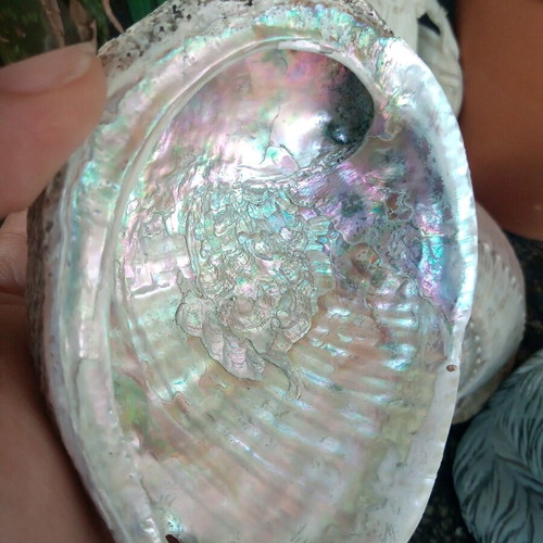 Natural abalone shell mother-of-pearl like new, large size 12.7 cm, iridescent