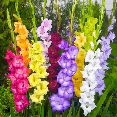 Gladiolus flower seeds, multicolor mix, 20 pieces