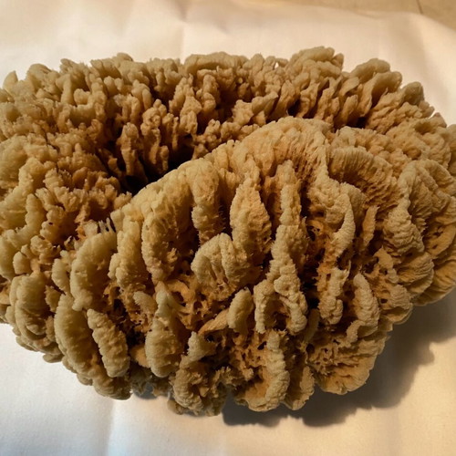 Set of 2 large natural sea sponges new for bath or decoration