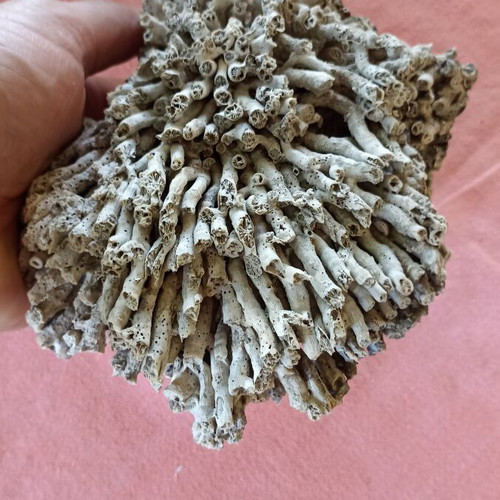 Vintage Authentic Mediterranean Coral Specimen 16 cm, 1980s