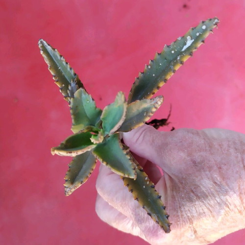 Cactus plant like new, 15 cm, cold resistant