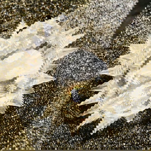 Swarovski Διακοσμητική Μινιατούρα Σκατζόχοιρος καινούργια