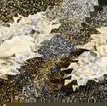  Swarovski Διακοσμητική Μινιατούρα Σκατζόχοιρος