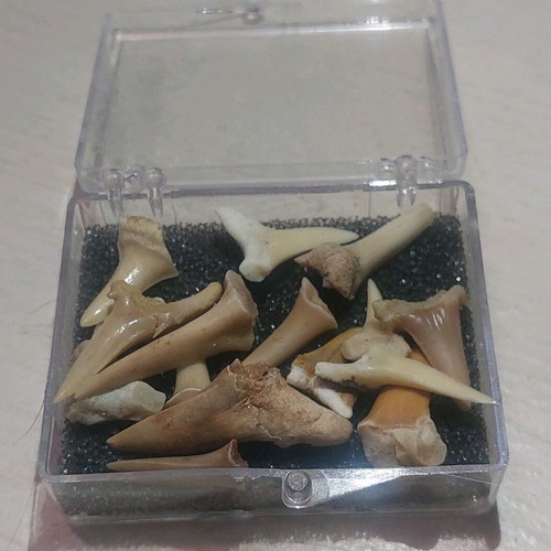 Shark teeth collectible new, set of 16 pieces