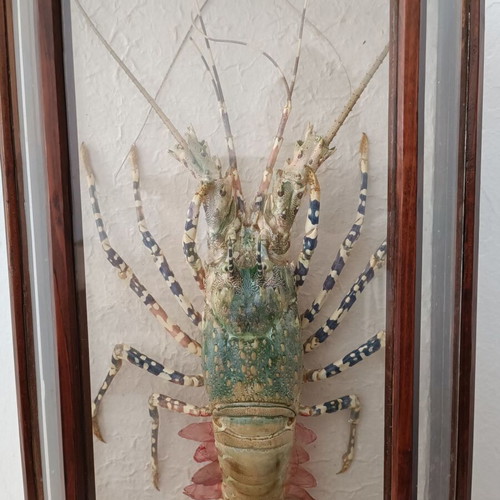 Taxidermy lobster in wooden case like new