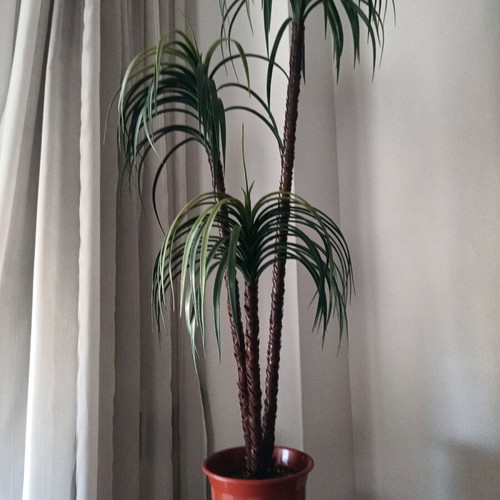 Decorative plant for indoor and outdoor spaces (H 1.40).