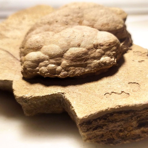 Silicified Hemispherical Stromatolite from Brazil, Precambrian