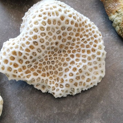 Rare rocks used, pack of 7 pieces, coral from Sri Lanka