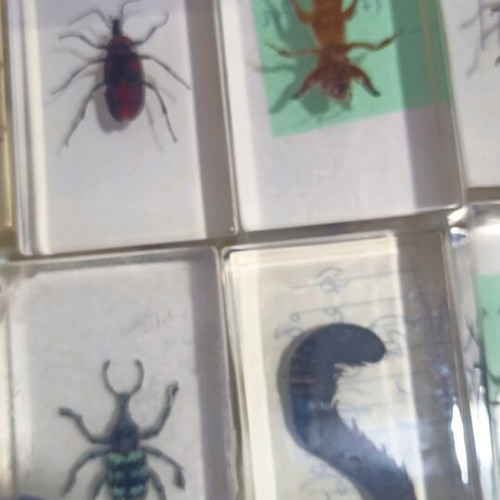 Insecticide Collection 11 Different Specimens with Latin Names