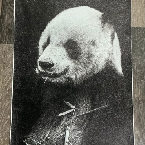 Panda canvas black and white minimal like new 30x40