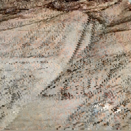 Cotton lace in brown beige shades new