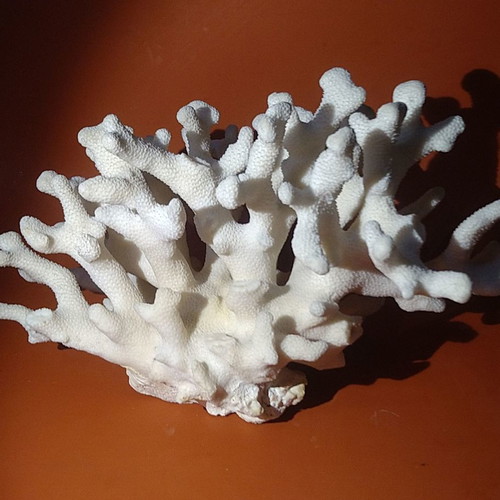 Natural white coral 970gr like new