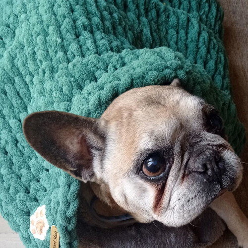 Handmade pet blanket with Alize Puffy yarn, green, made to order
