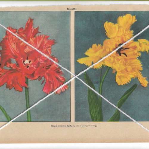 Vintage prints pack of 4 with tulip varieties and other flowers, like new