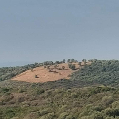 Αγροτεμάχιο 4483,5 τ.μ. οικοδομήσιμο στην Αμμουλιανή Χαλκιδικής