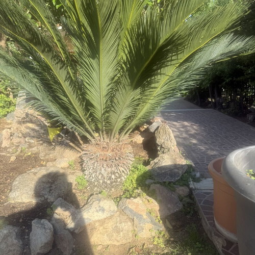 Tsikas plant in perfect geometric growth, 10 years old